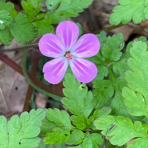 Robertskruid (Geranium robertianum)
